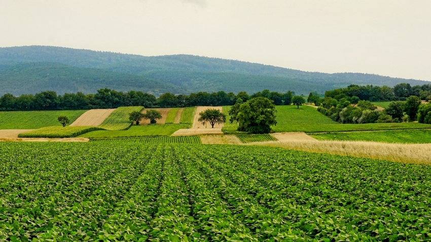 Setor agrícola utiliza metade da água consumida no Brasil Segundo