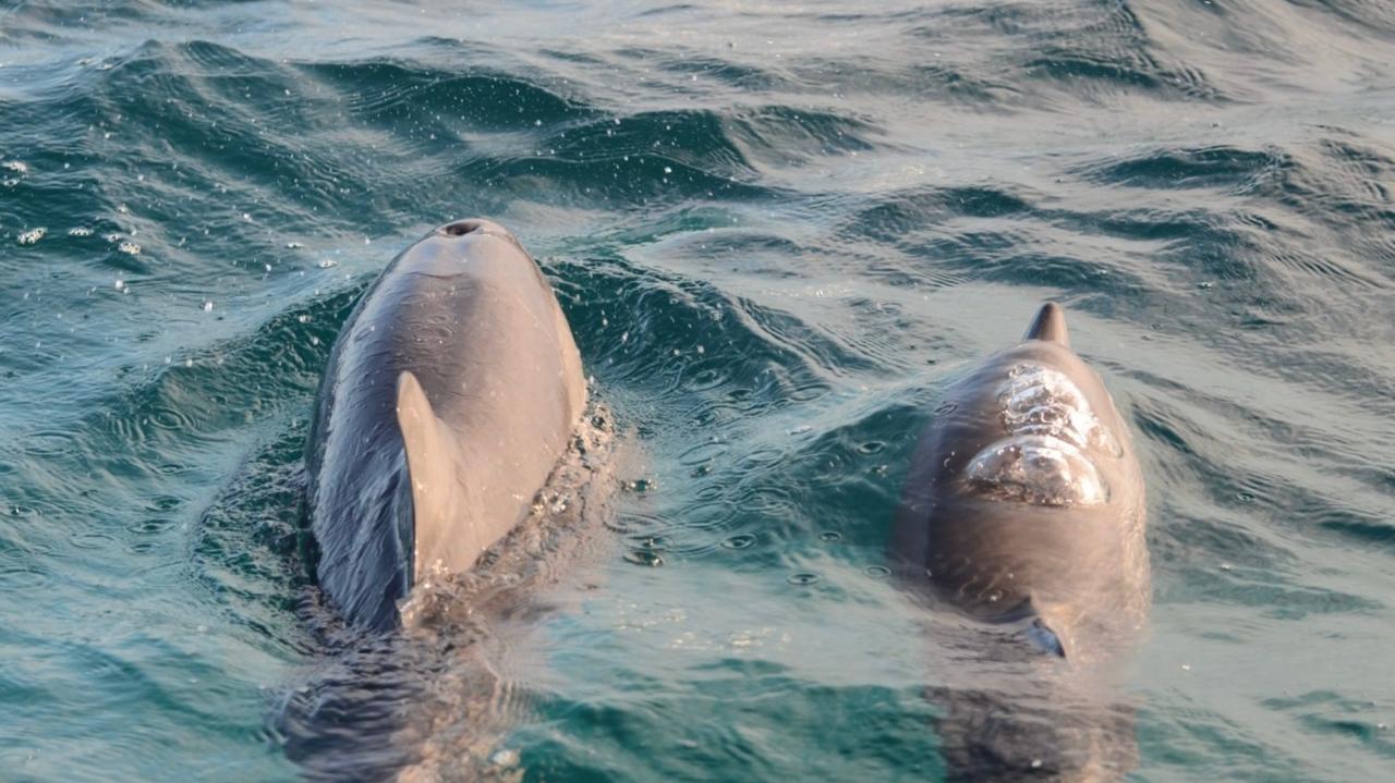 Artificial intelligence helps identify dolphins by sound and enhances conservation strategies
